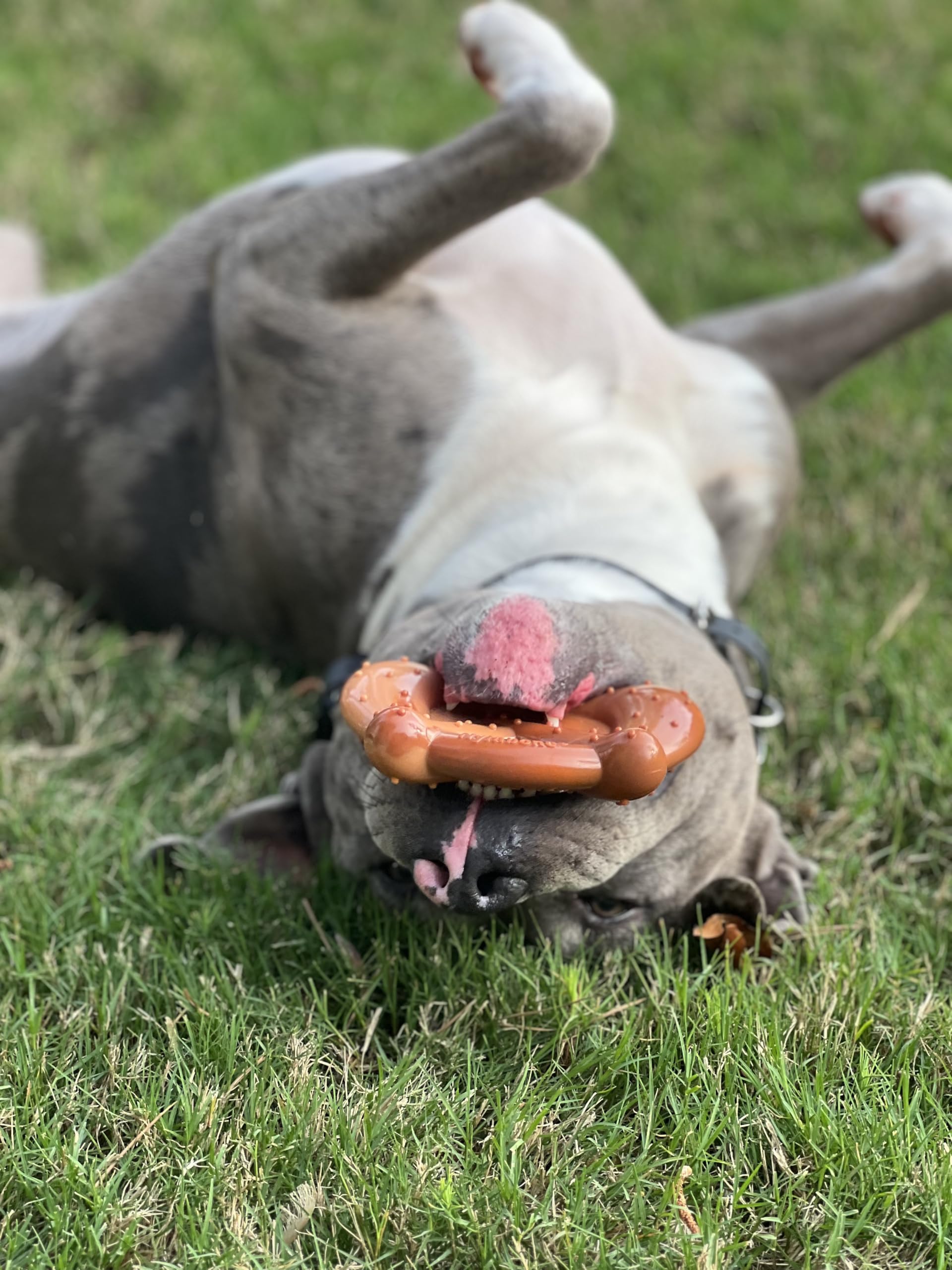 Nylabone juguete de masticación confiable para perros grandes.