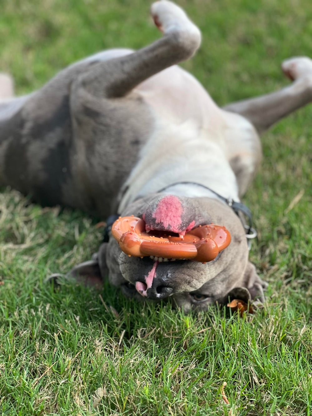 Nylabone juguete de masticación confiable para perros grandes.