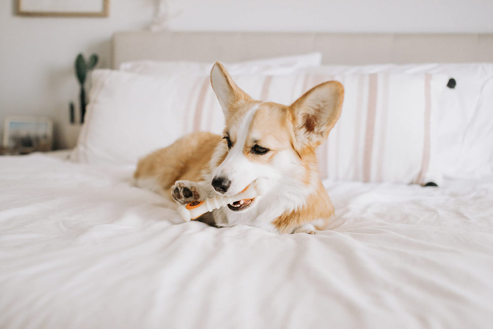 Nylabone Knuckle Bone Pop-In: uso diario para entretenimiento constante.