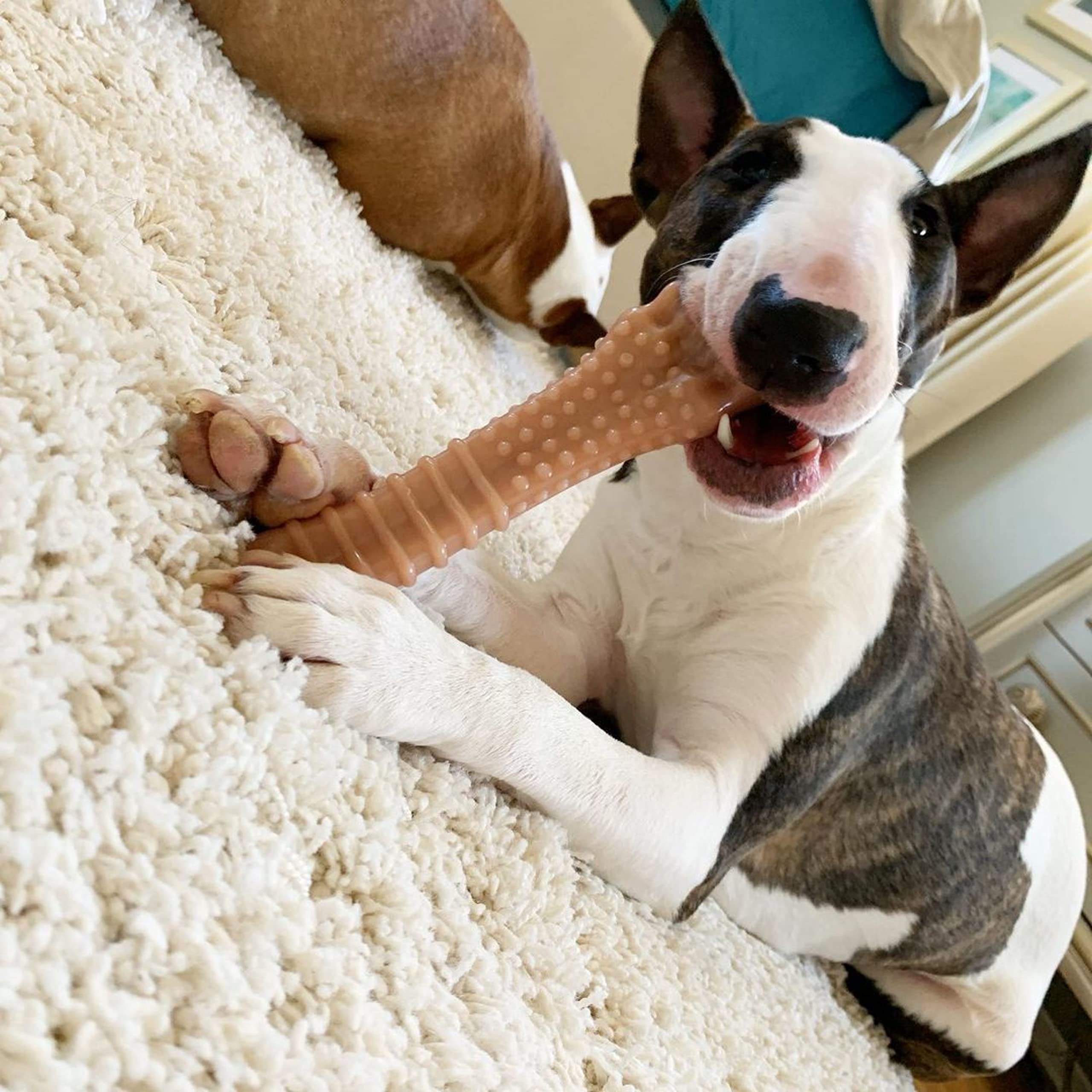 Nylabone Textured Knuckle Bone XL size fits dogs over 50 pounds
