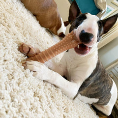 Nylabone Textured Knuckle Bone XL size fits dogs over 50 pounds
