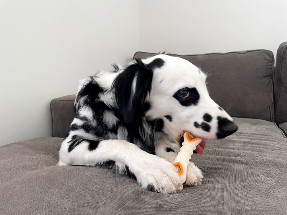 Nylabone limited ingredients label emphasizes simple, digestible dog treats.