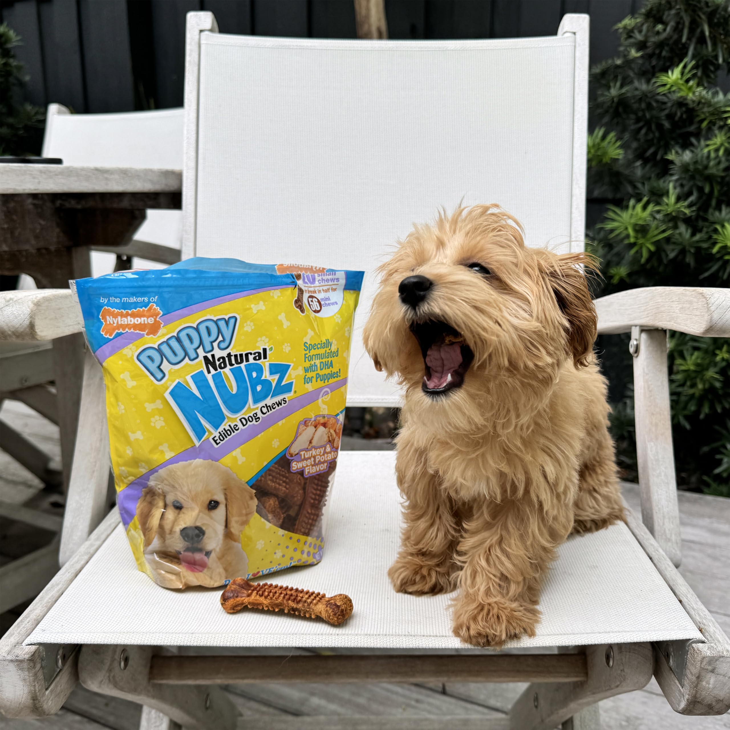 Nylabone Nubz DHA Omega-3 ingredient label suggests brain and eye development support.