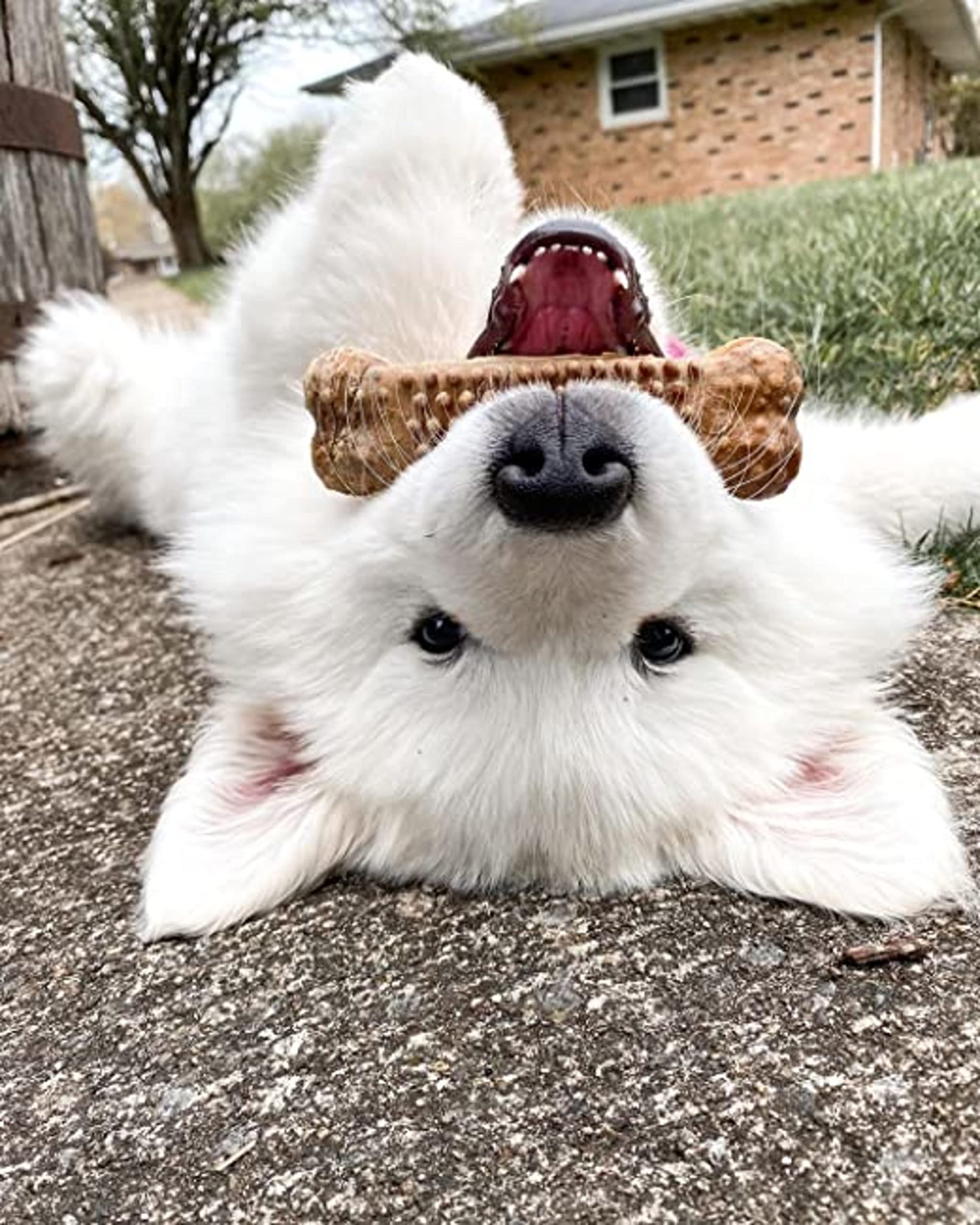 Nylabone Nubz long-lasting chew keeps dogs engaged during chewing sessions