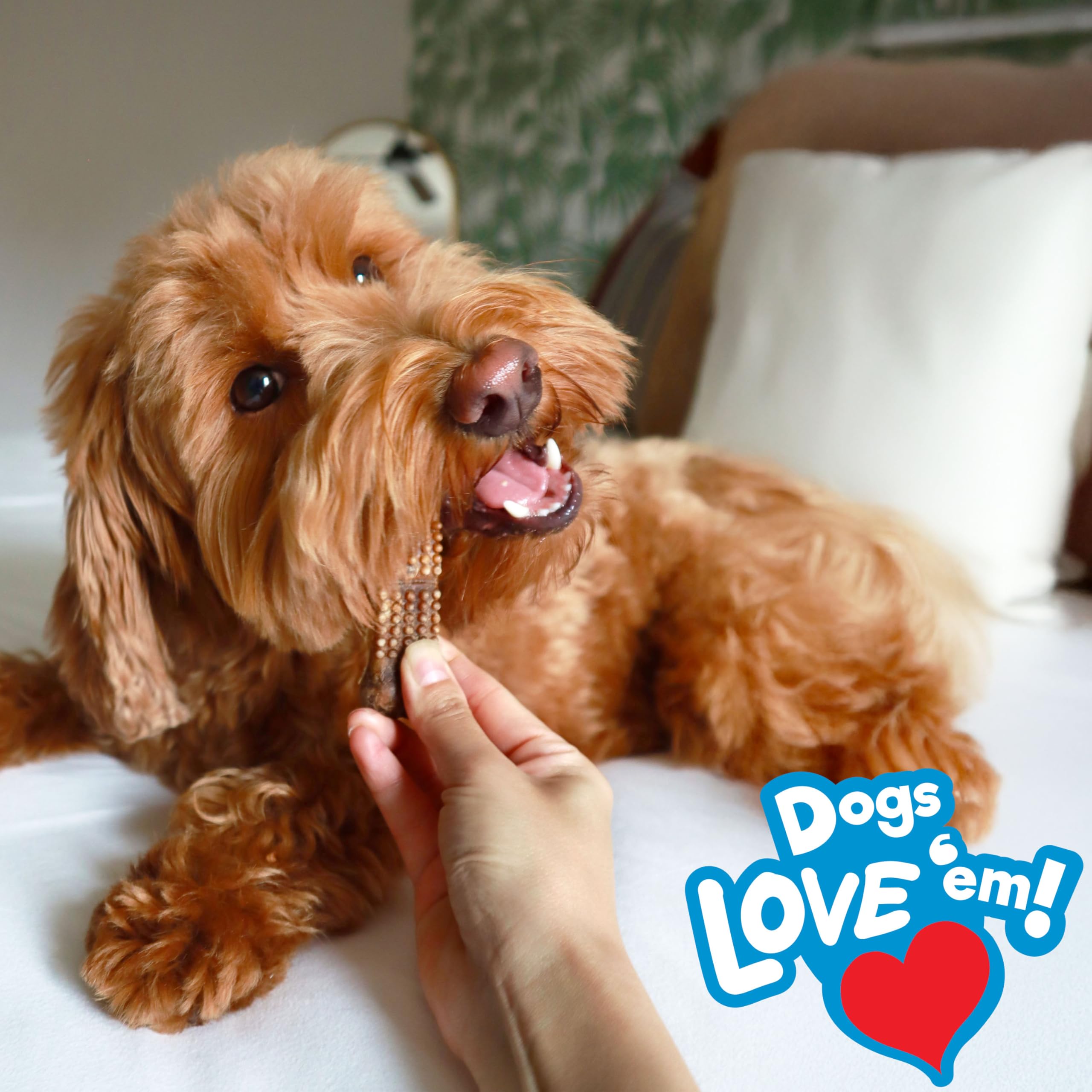 Nylabone Nubz chicken chew engages small dogs, promoting longer chew sessions and focus