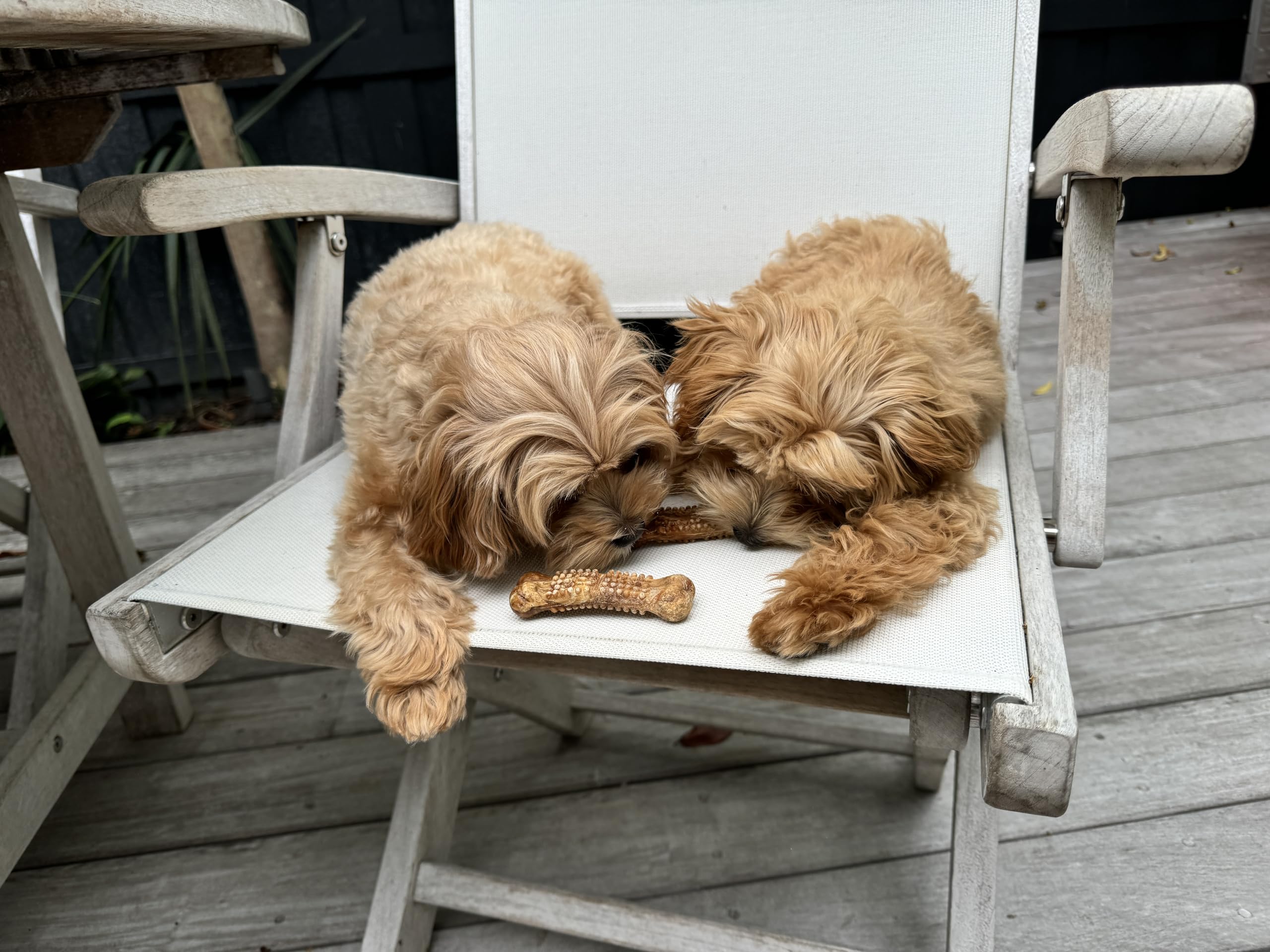 USA-made Nylabone Nubz chews support quality and safety expectations