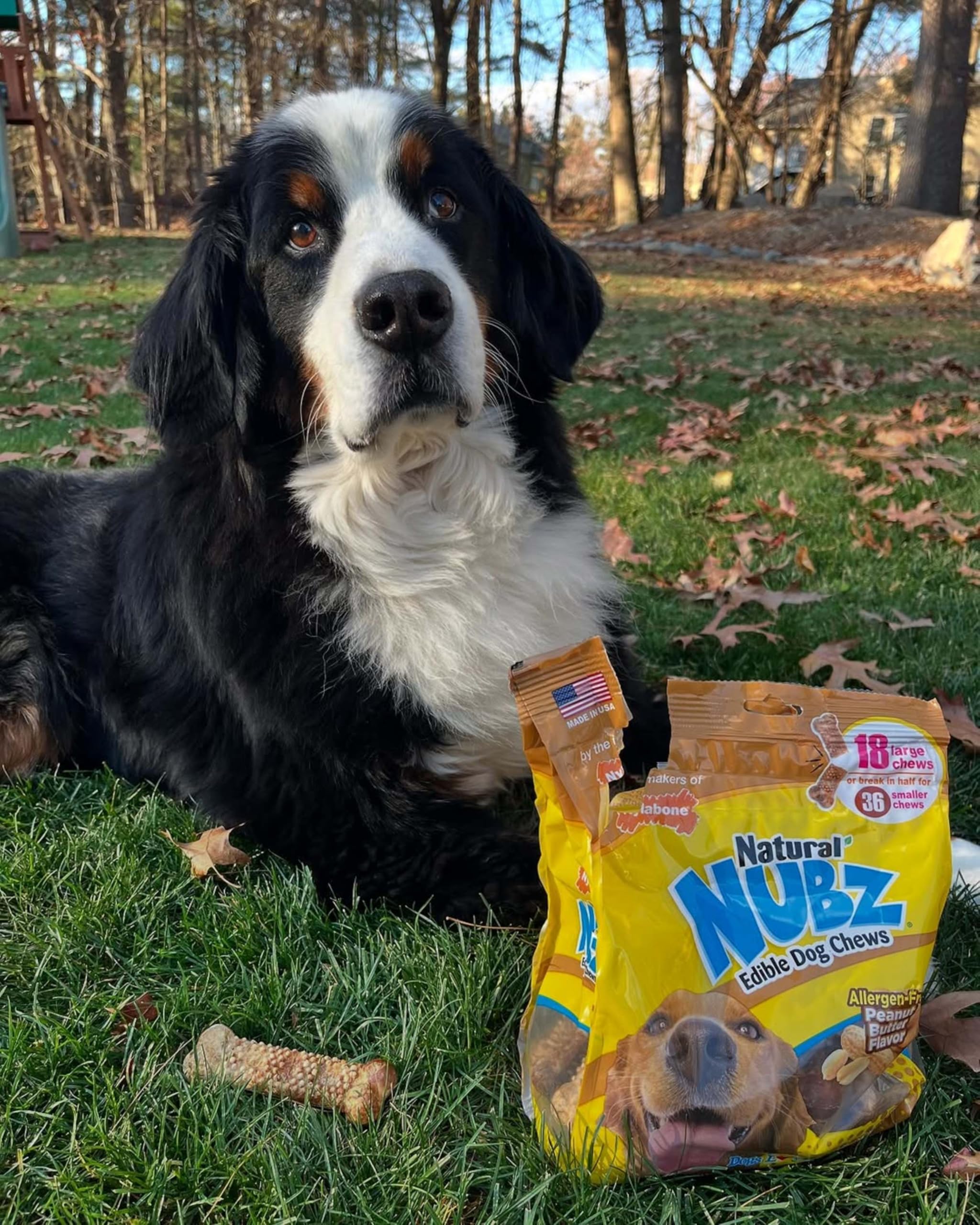 Nylabone Nubz long-lasting chewing action for extended engagement with large dogs.