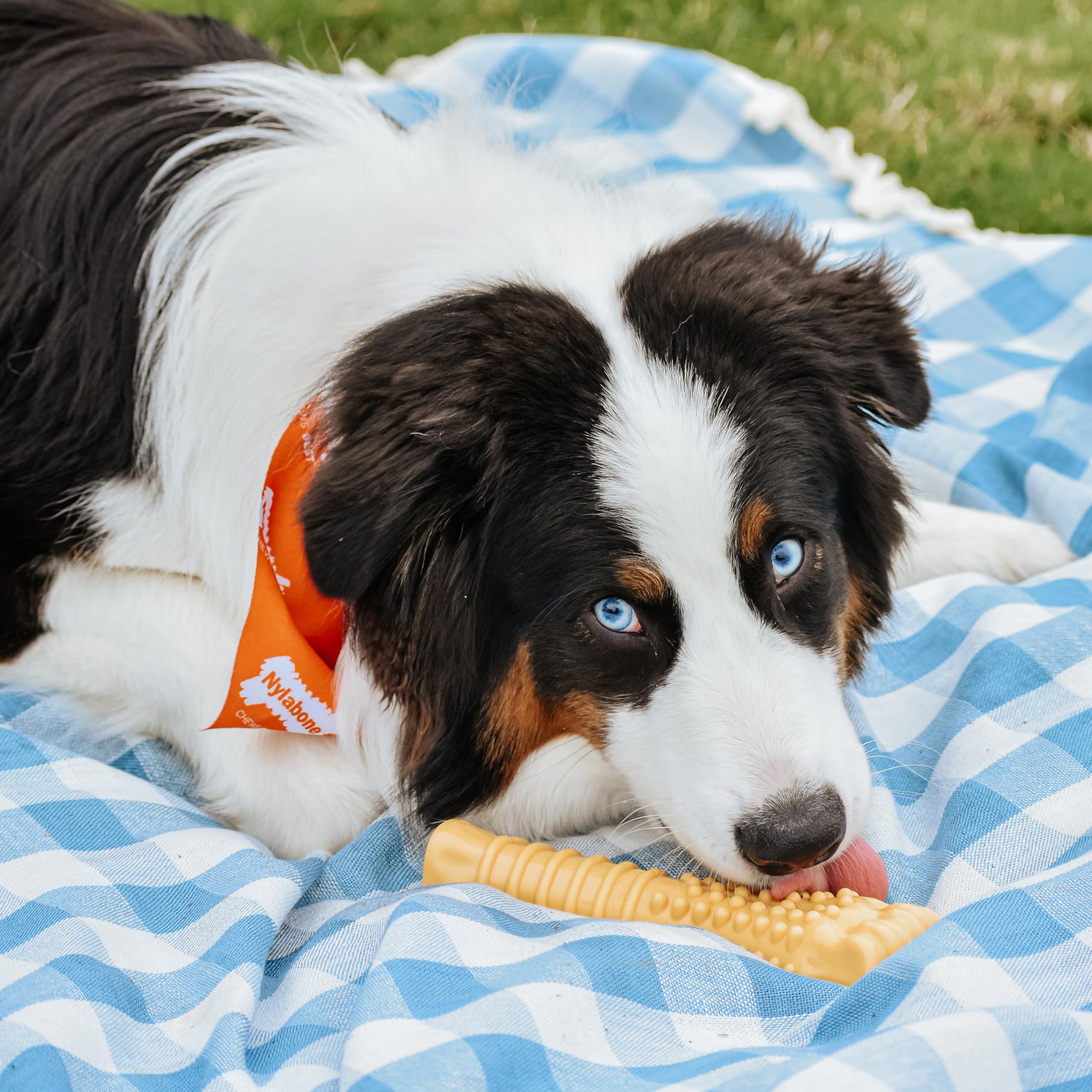 Nylabone Power Chew bristles aid in teeth cleaning during chewing.