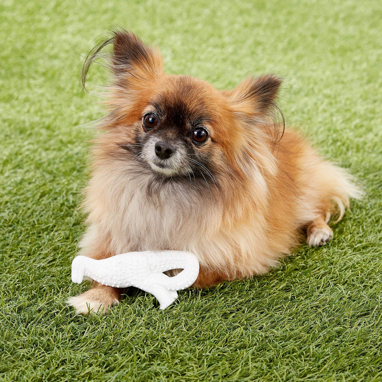Nylabone Power Chew Dental Dino in a home play setting