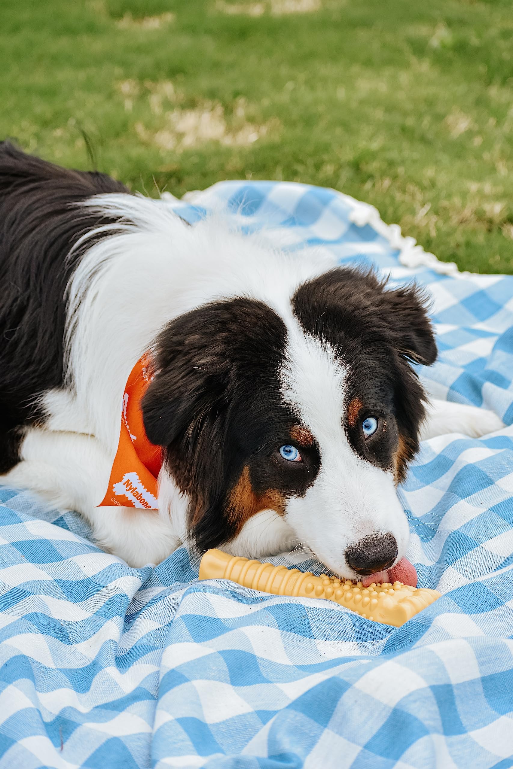 Nylabone Power Chew durable nylon material closeup
