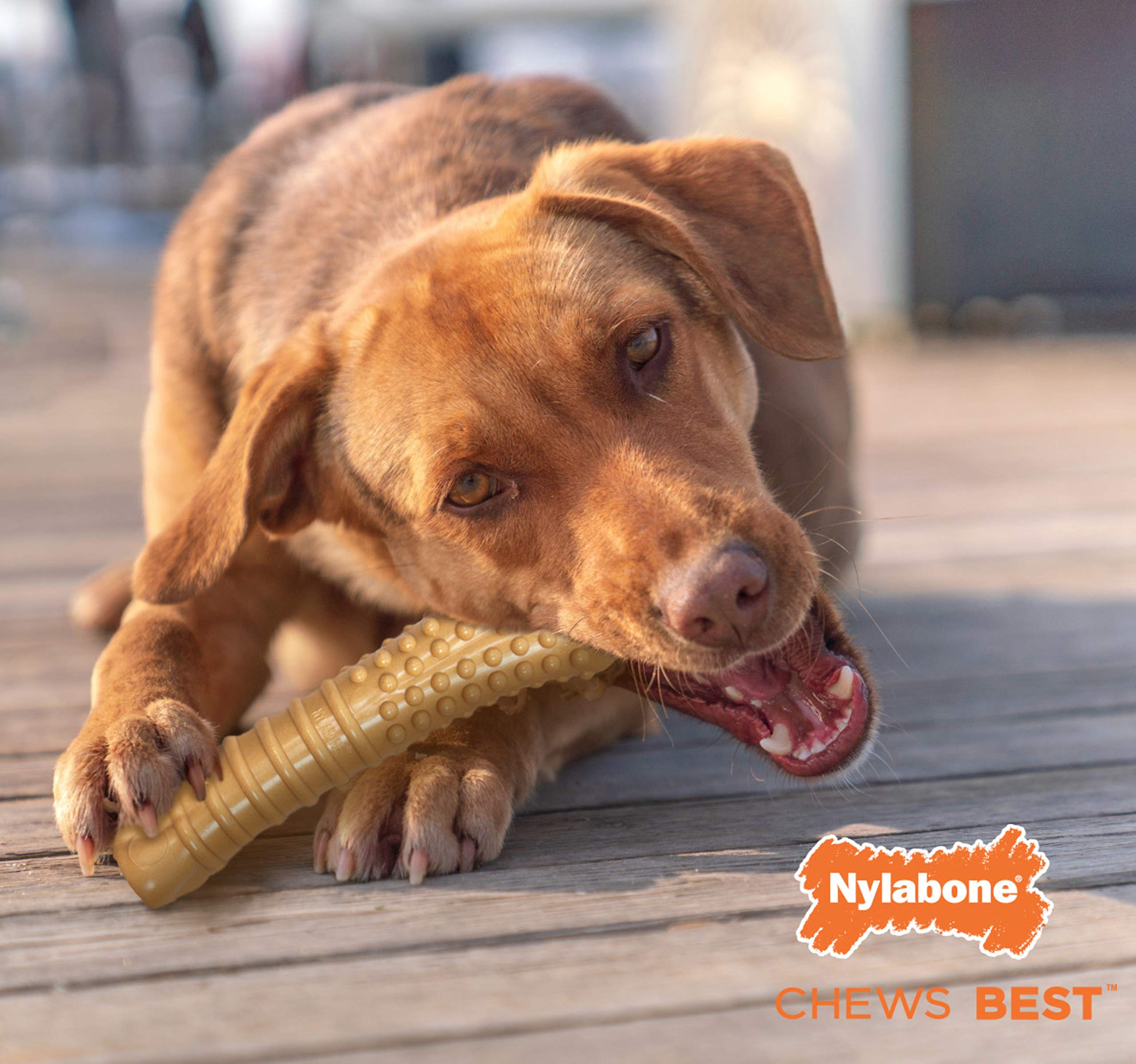 Nylabone Power Chew long-lasting chew session illustration.