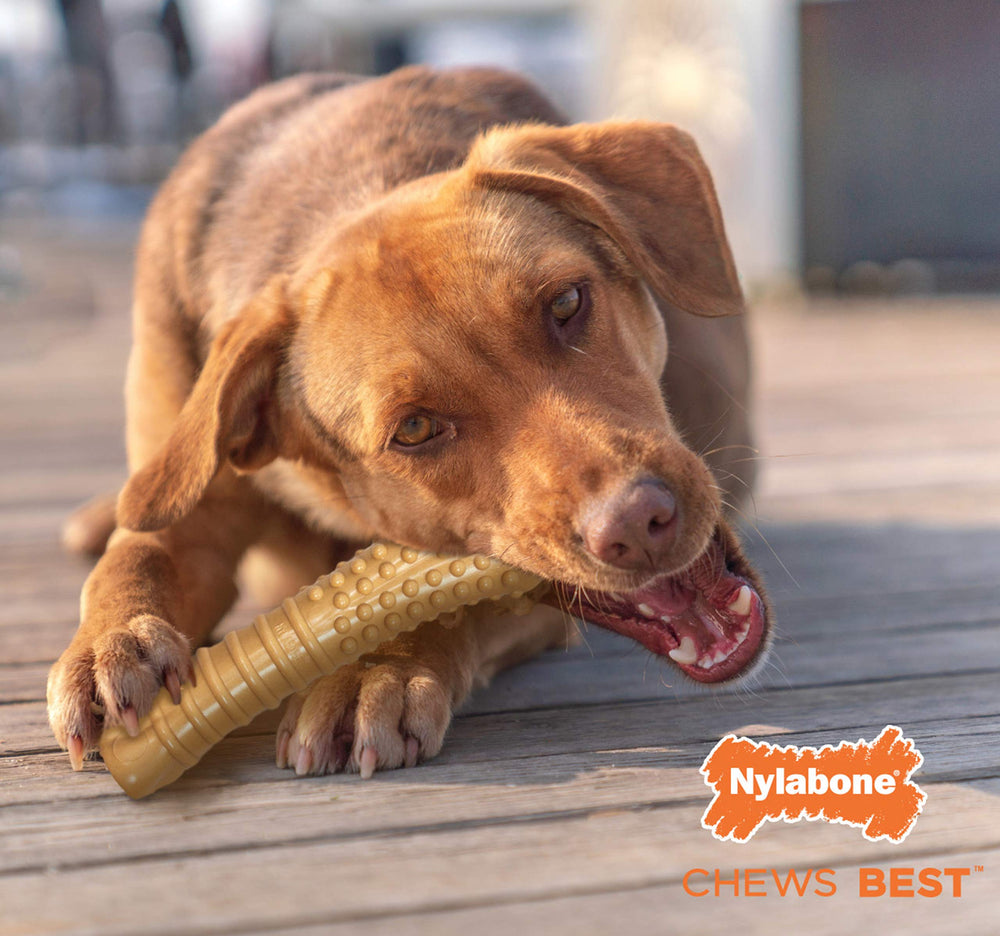 Nylabone Power Chew long-lasting chew session illustration.