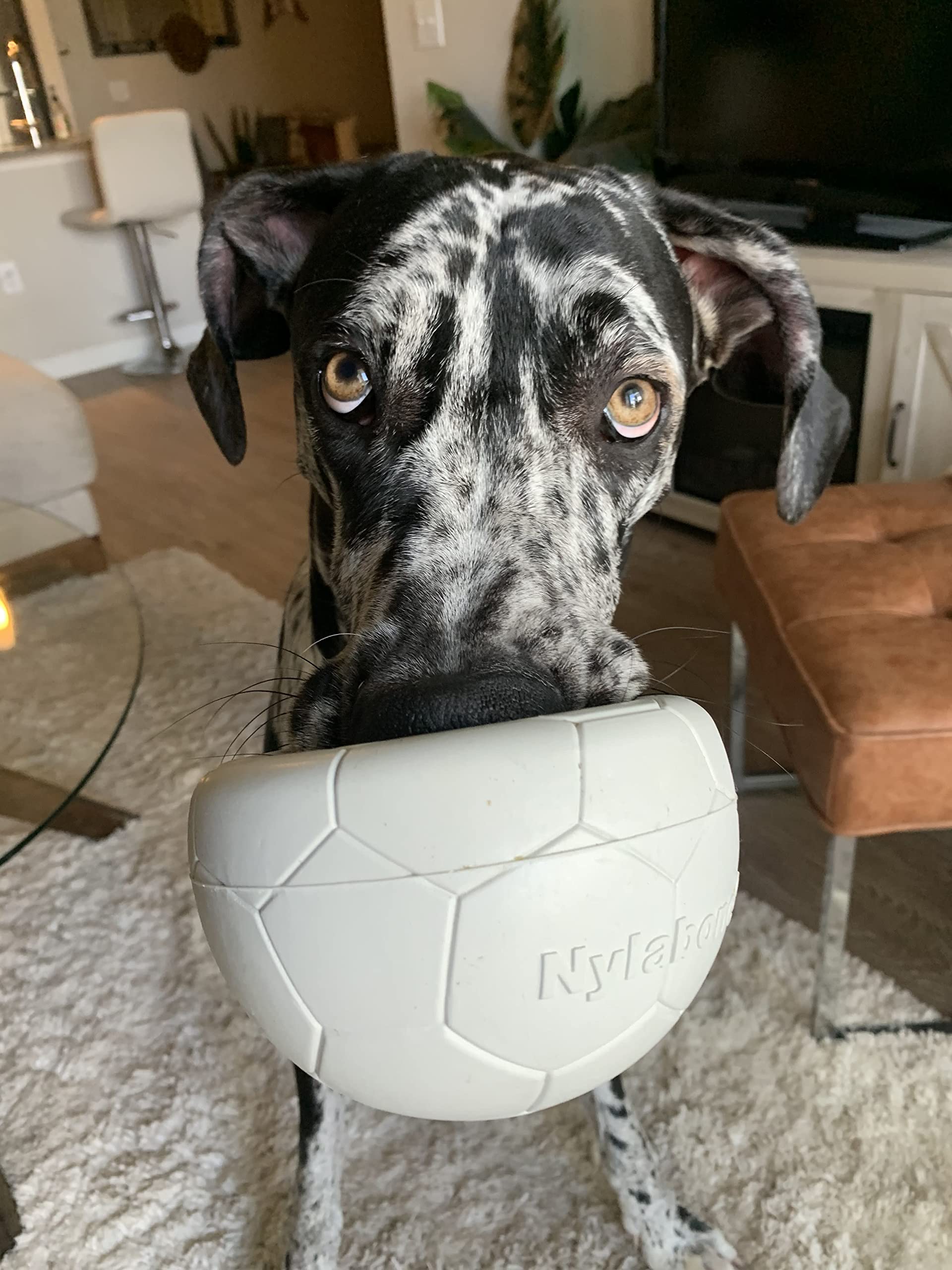 Nylabone Power Play Gripz Soccer Ball bounce-and-roll keeps dogs engaged.