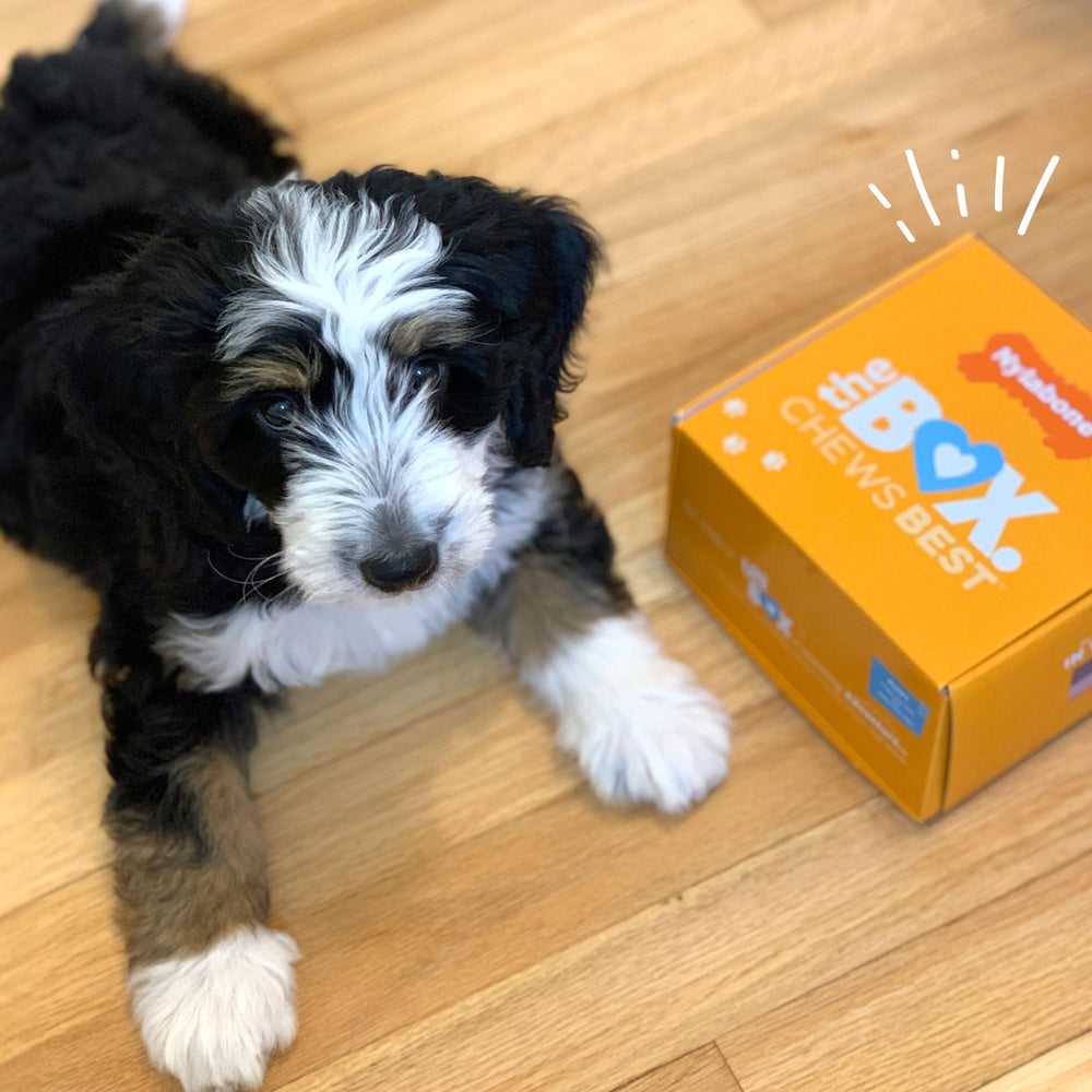 Nylabone Puppy Gift Box offers gourmet flavors to entice puppies during playtime