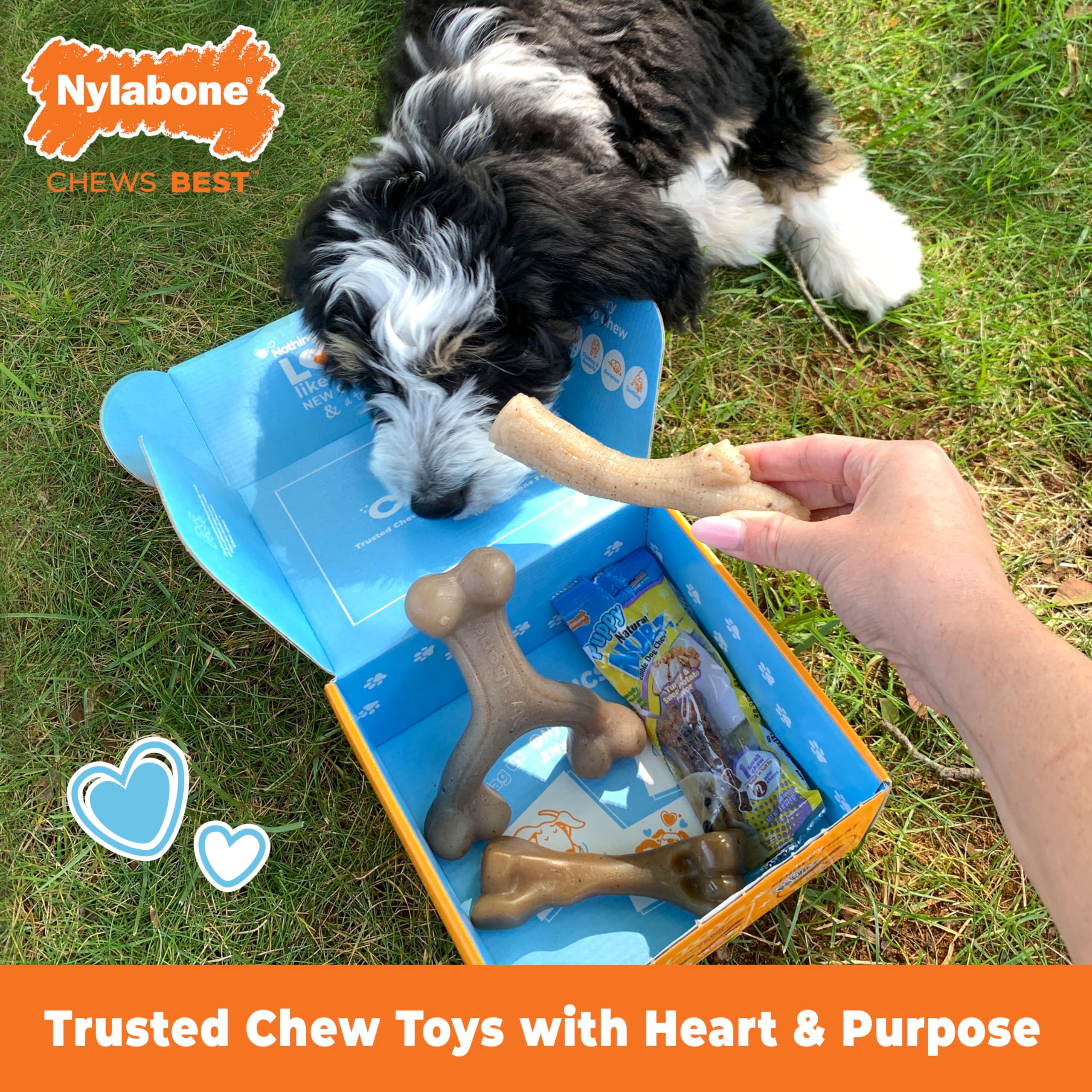 Nylabone Puppy Gift Box shows stick chew toy designed for engaging teething sessions
