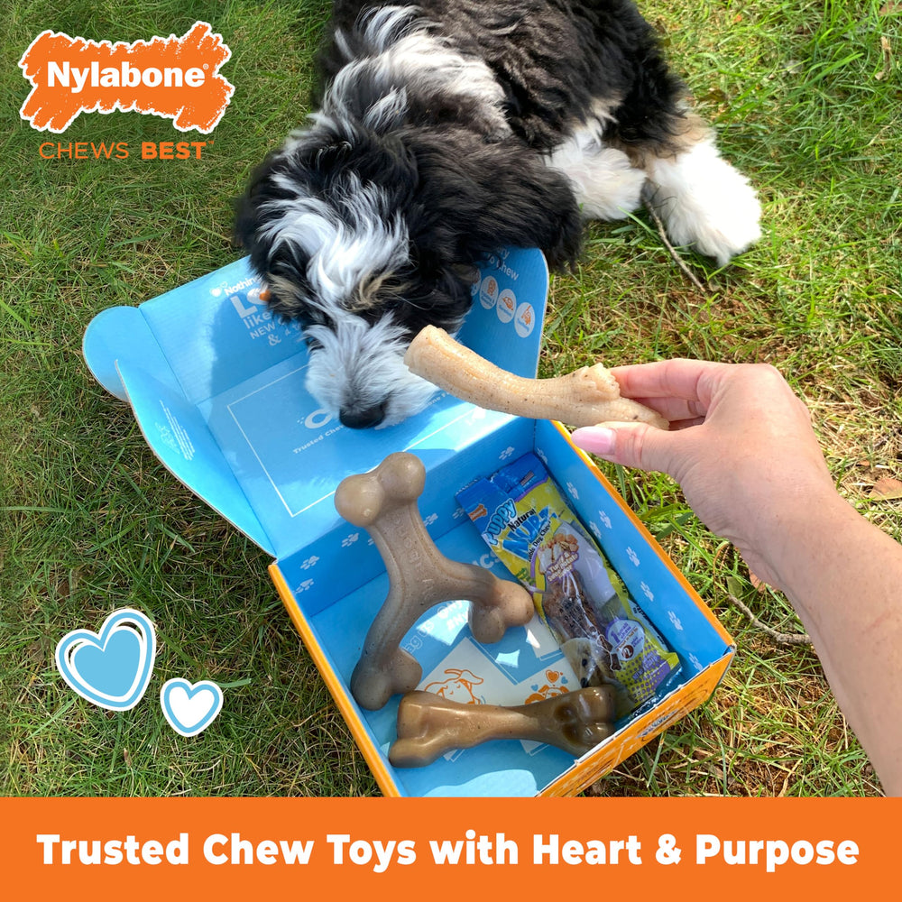 Nylabone Puppy Gift Box shows stick chew toy designed for engaging teething sessions