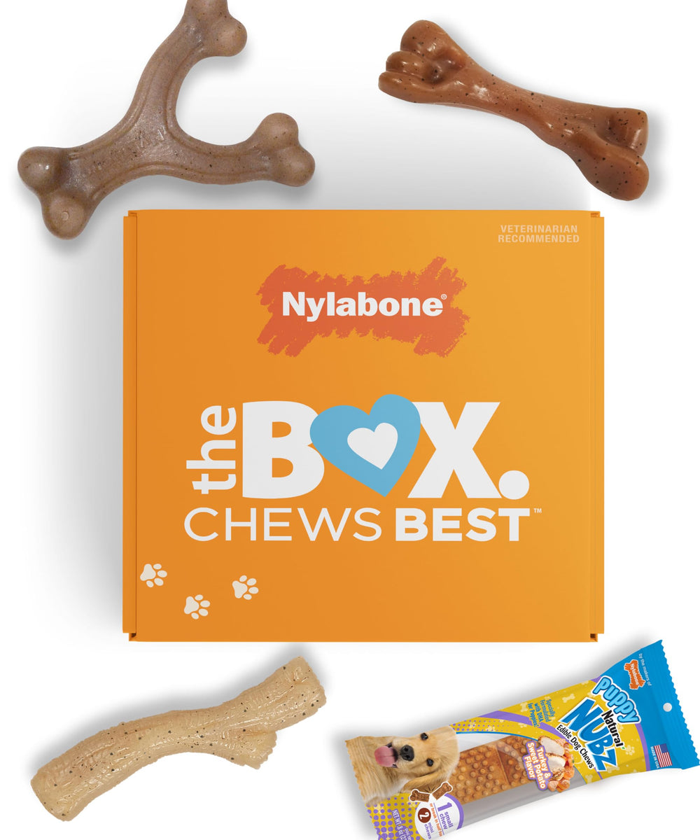 Nylabone Puppy Gift Box unboxed with three chews and a natural treat bone for puppies' teething