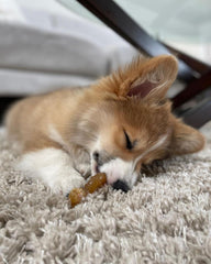 Nylabone Ring Bone soft-teething texture close-up ideal for early teething puppies