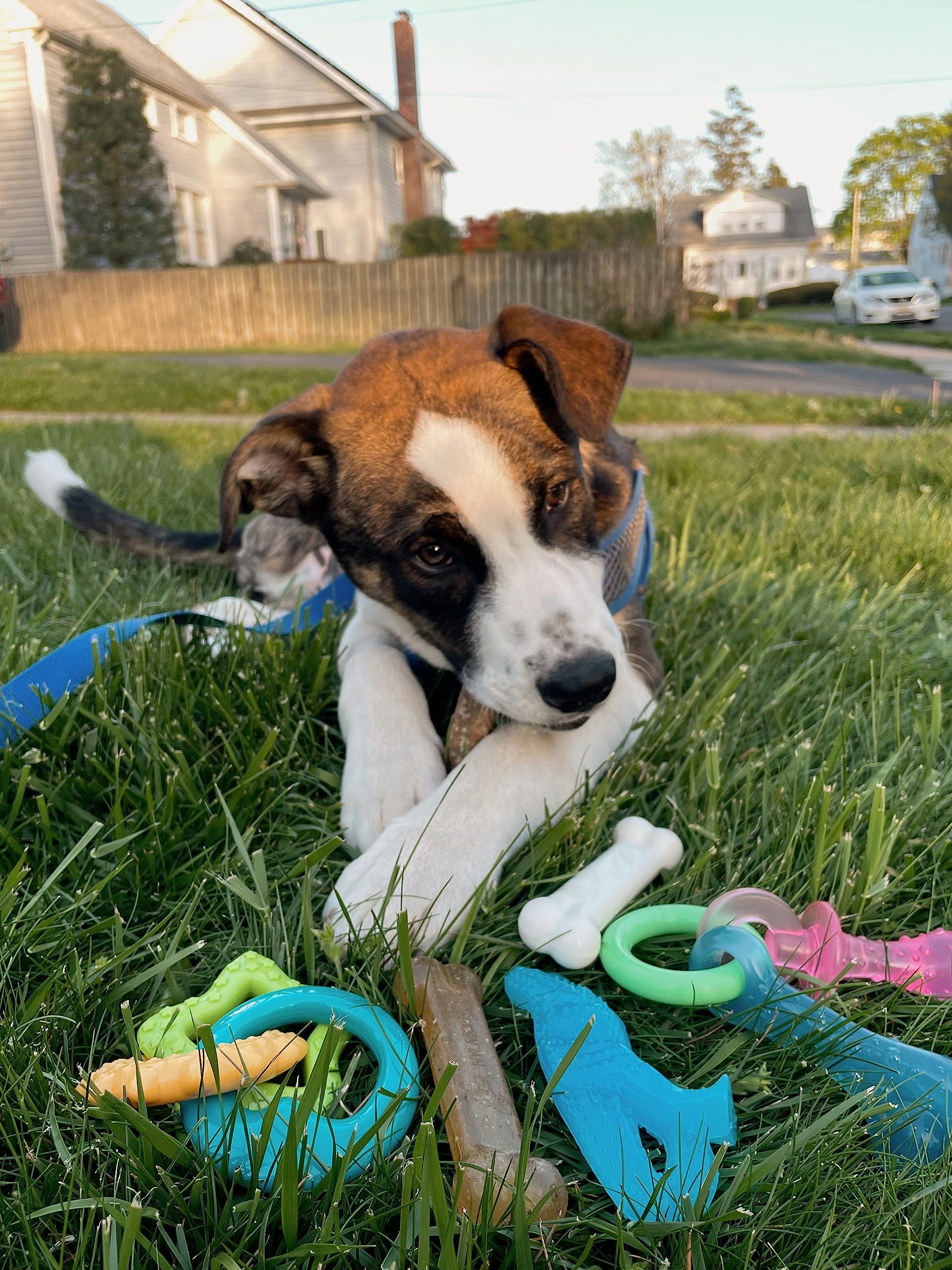 Nylabone nylon-active-chewing-bone strong-for-chewers maintains healthy chewing habits.