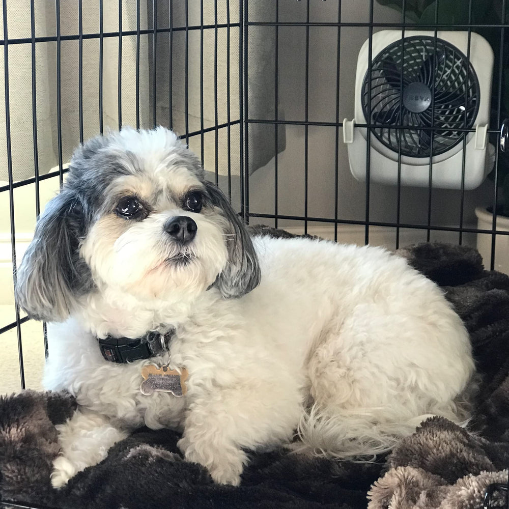 O2COOL Treva aids pet comfort during car rides.