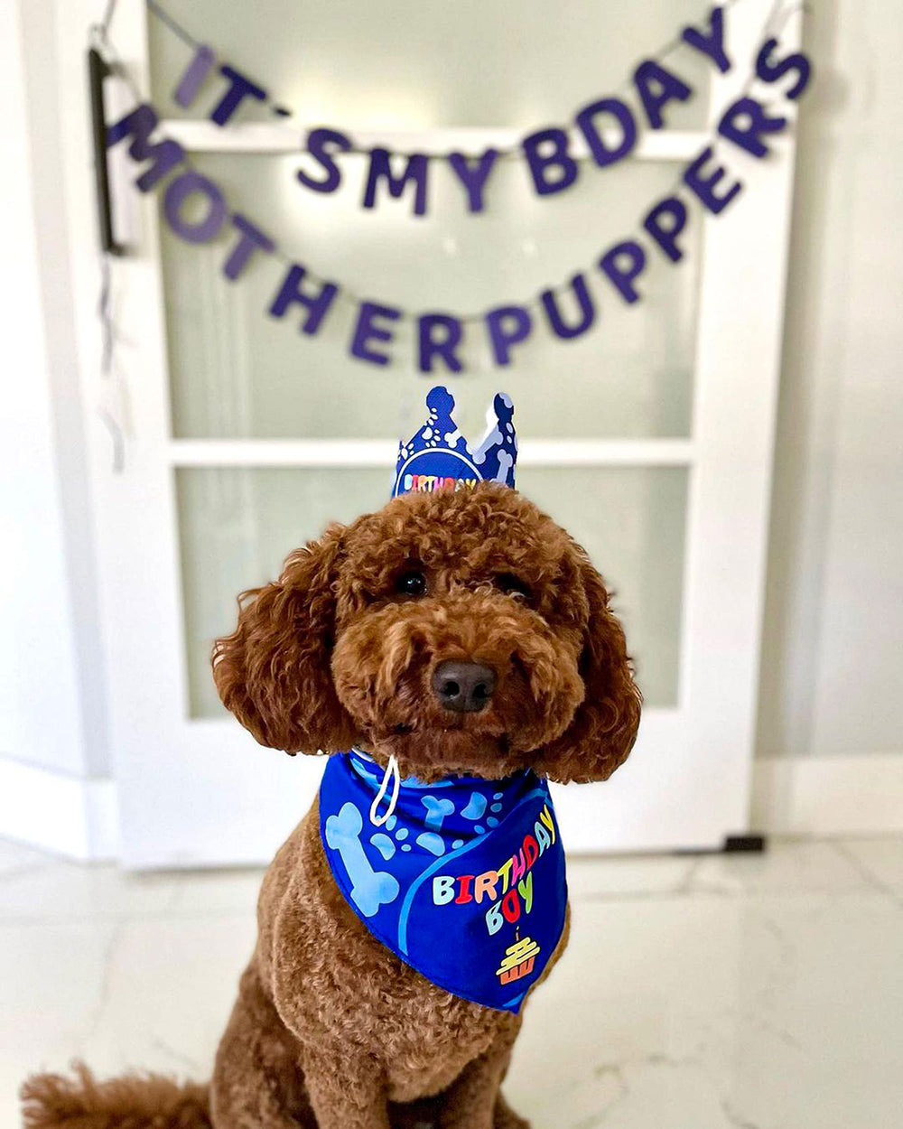 Odi Style dog birthday hat crown adjustable for secure, comfortable fit.