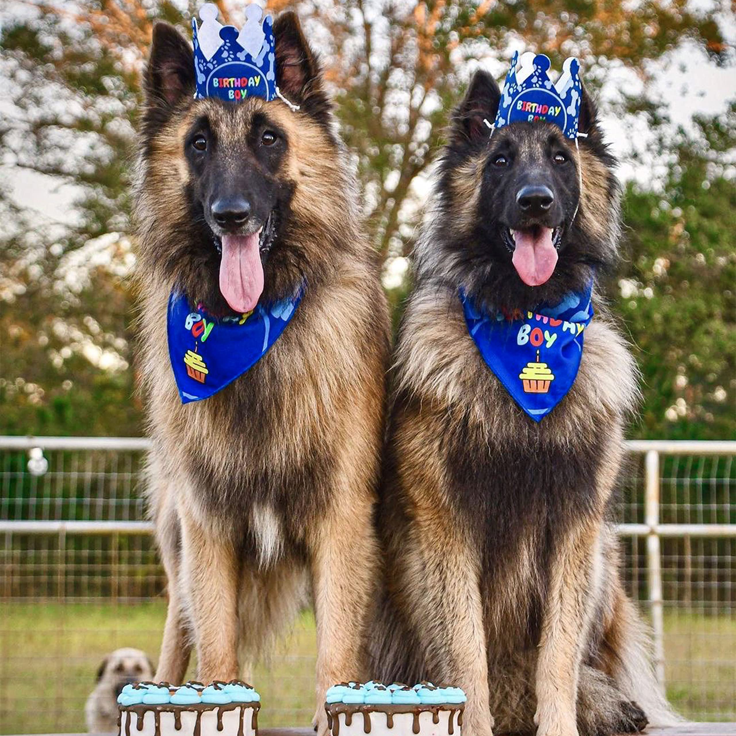 Odi Style fits medium to large dogs in this set.