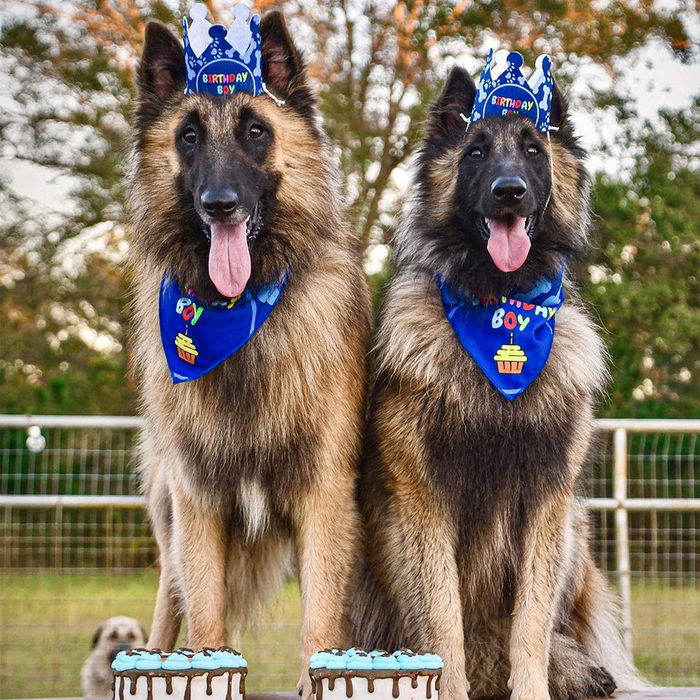 Odi Style fits medium to large dogs in this set.