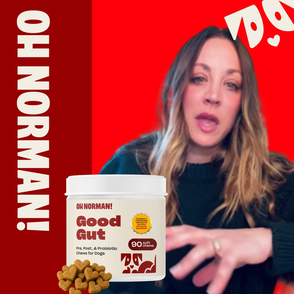 Oh Norman! Probiotic Chews for dogs with digestive-ready texture and palatable flavor.