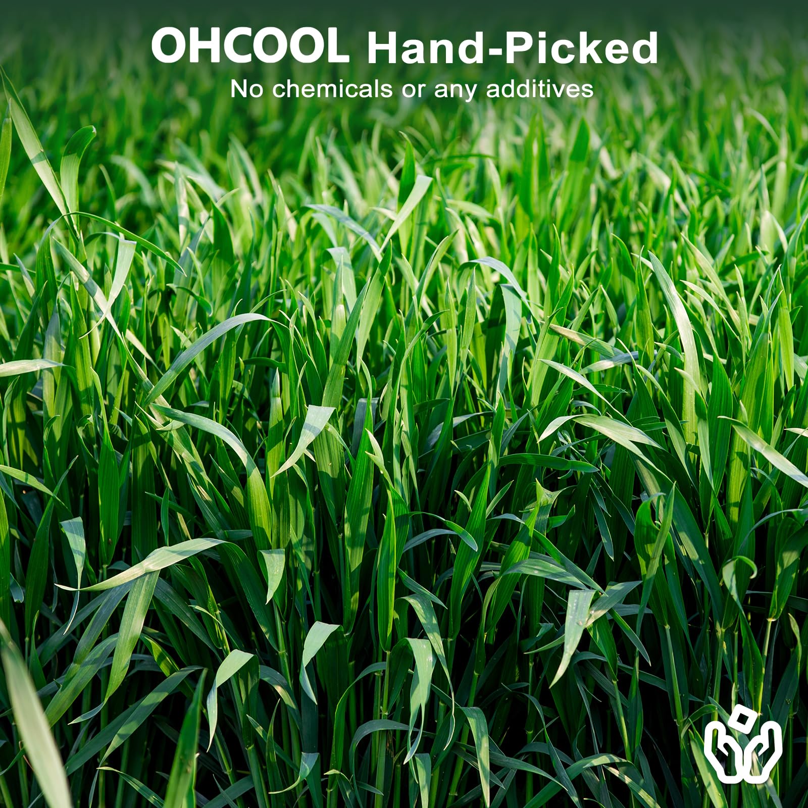 Ohcool presentación 1-1 libras heno avena: práctica opción de compra para el hogar.