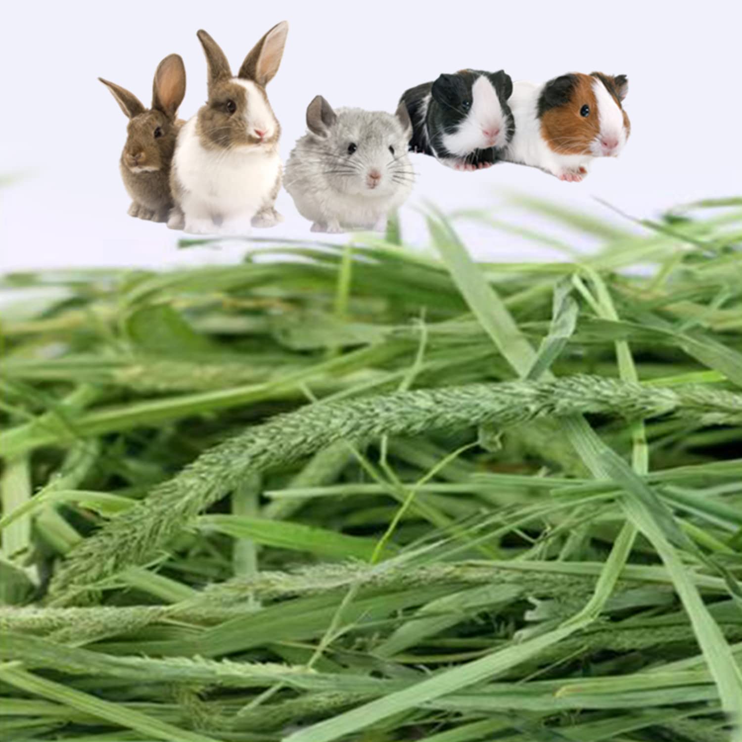 Ohcool Timothy Hay dust-free packaging ensures a clean feeding experience.