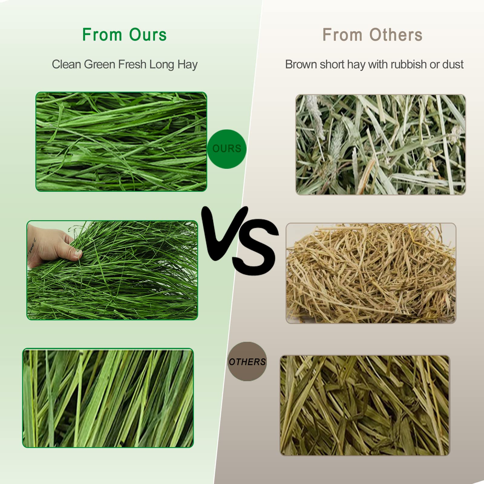 Ohcool Timothy Hay long stems close-up emphasize crispy texture for dental activity.