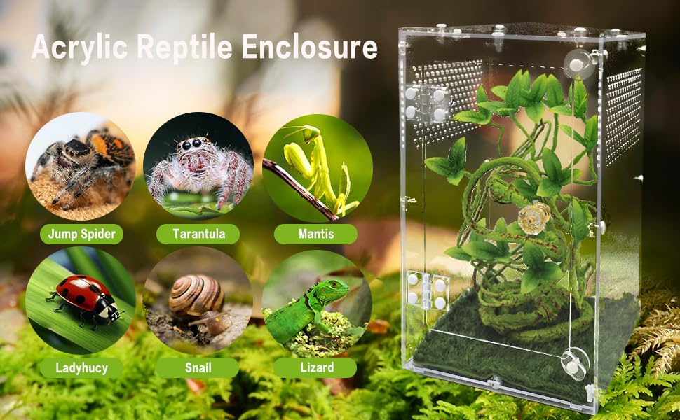 Oialonne acrylic spider enclosure side ventilation highlights airflow around habitat