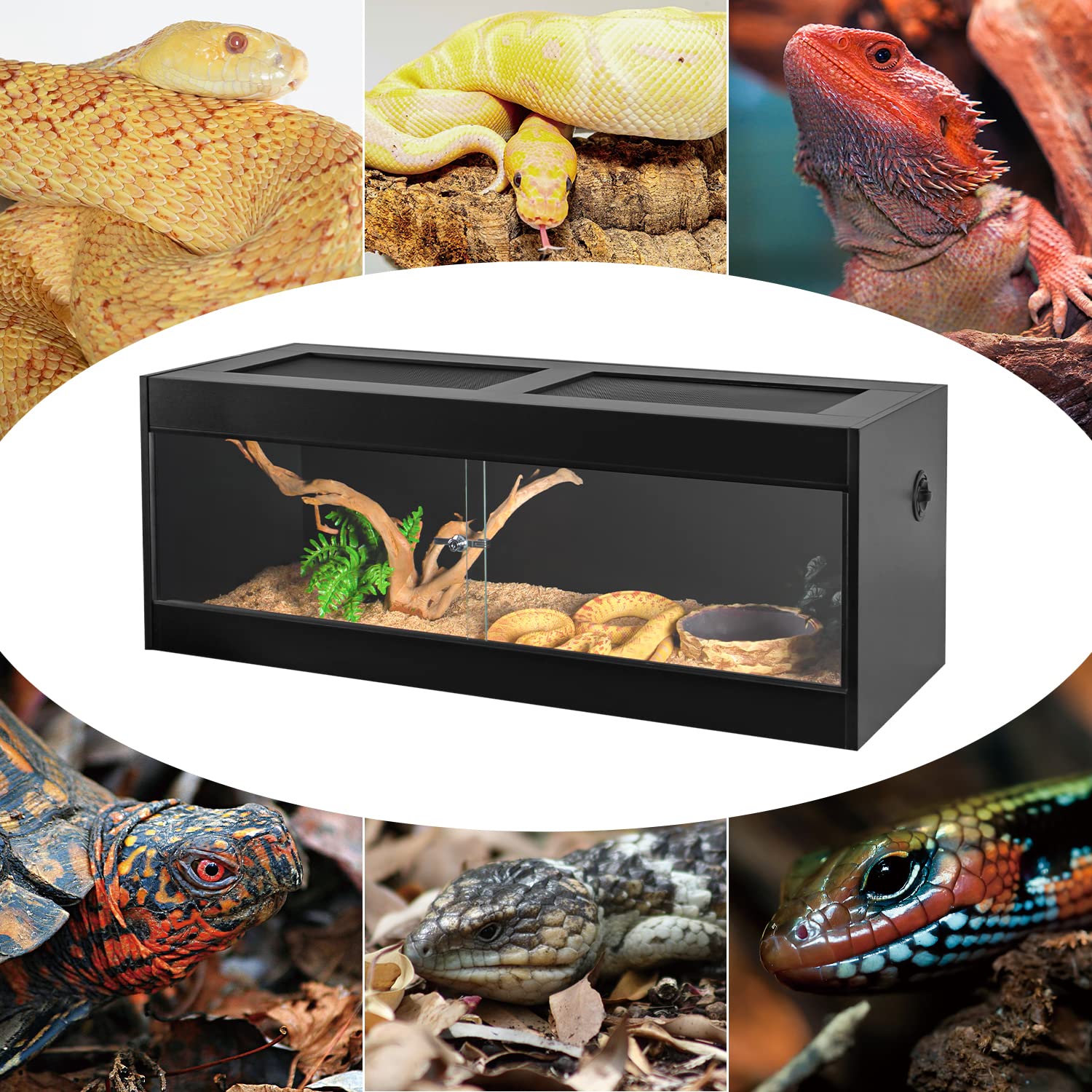Oiibo wood enclosure interior view displays spacious 67 gallon reptile habitat.