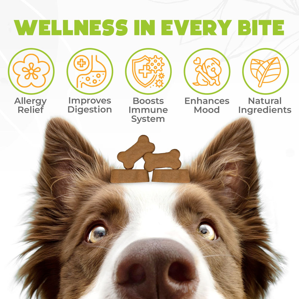 OKKÖBI dog allergy chews bottle shows convenient daily dosage and US formula.