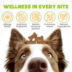 OKKÖBI dog allergy chews bottle shows convenient daily dosage and US formula.