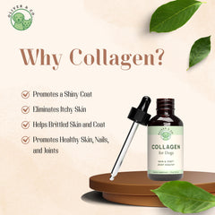 Oliver and Co collagen for dogs coat shine closeup demonstrates biotin-driven nourishment