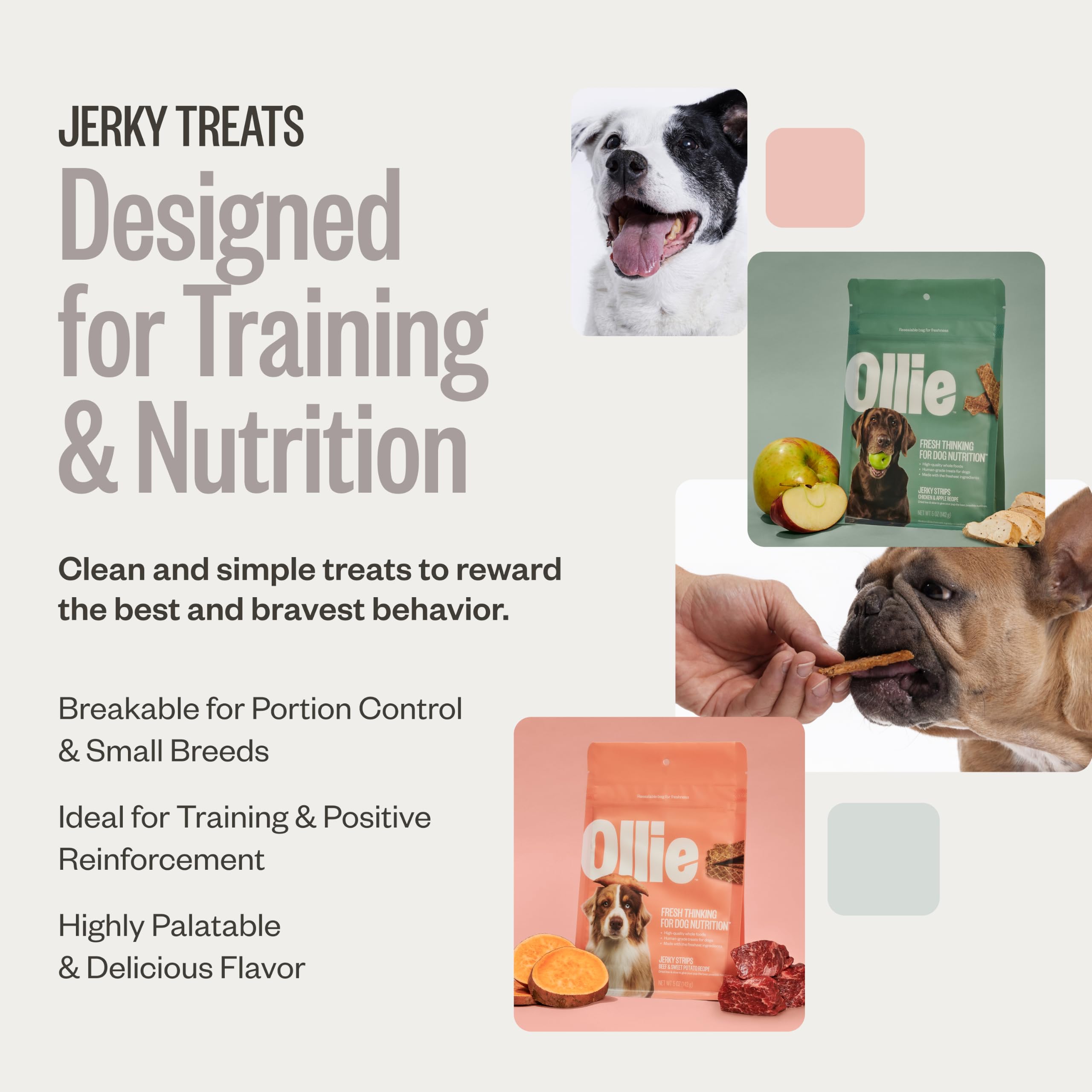 Chien savourant Ollie jerky poulet-pomme, récompense saine et gourmande.