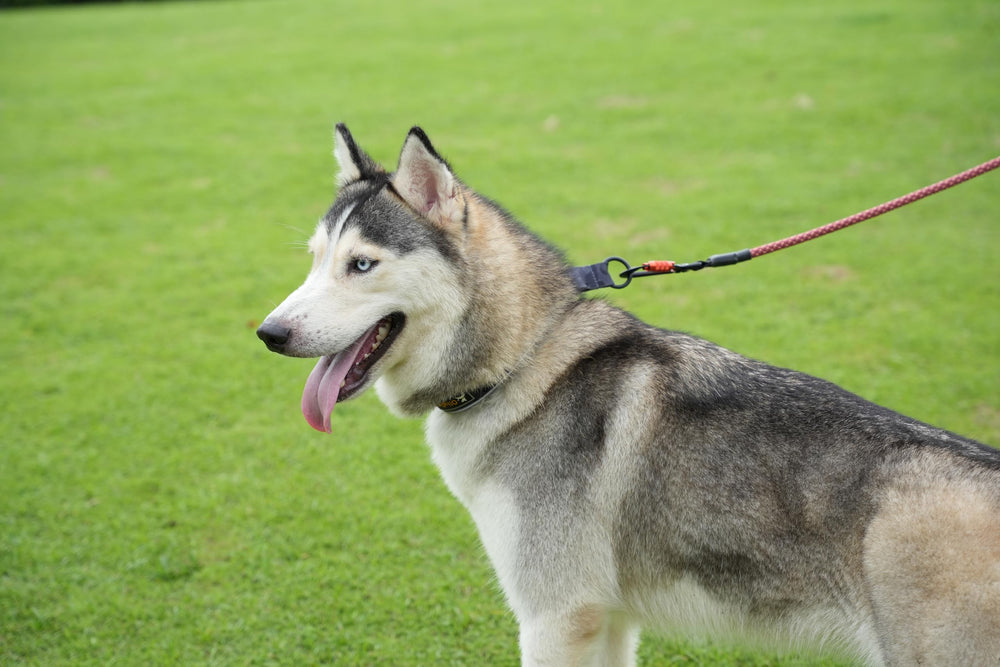 OllyDog Martingale neoprene padding close-up demonstrates soft comfort and shock absorption