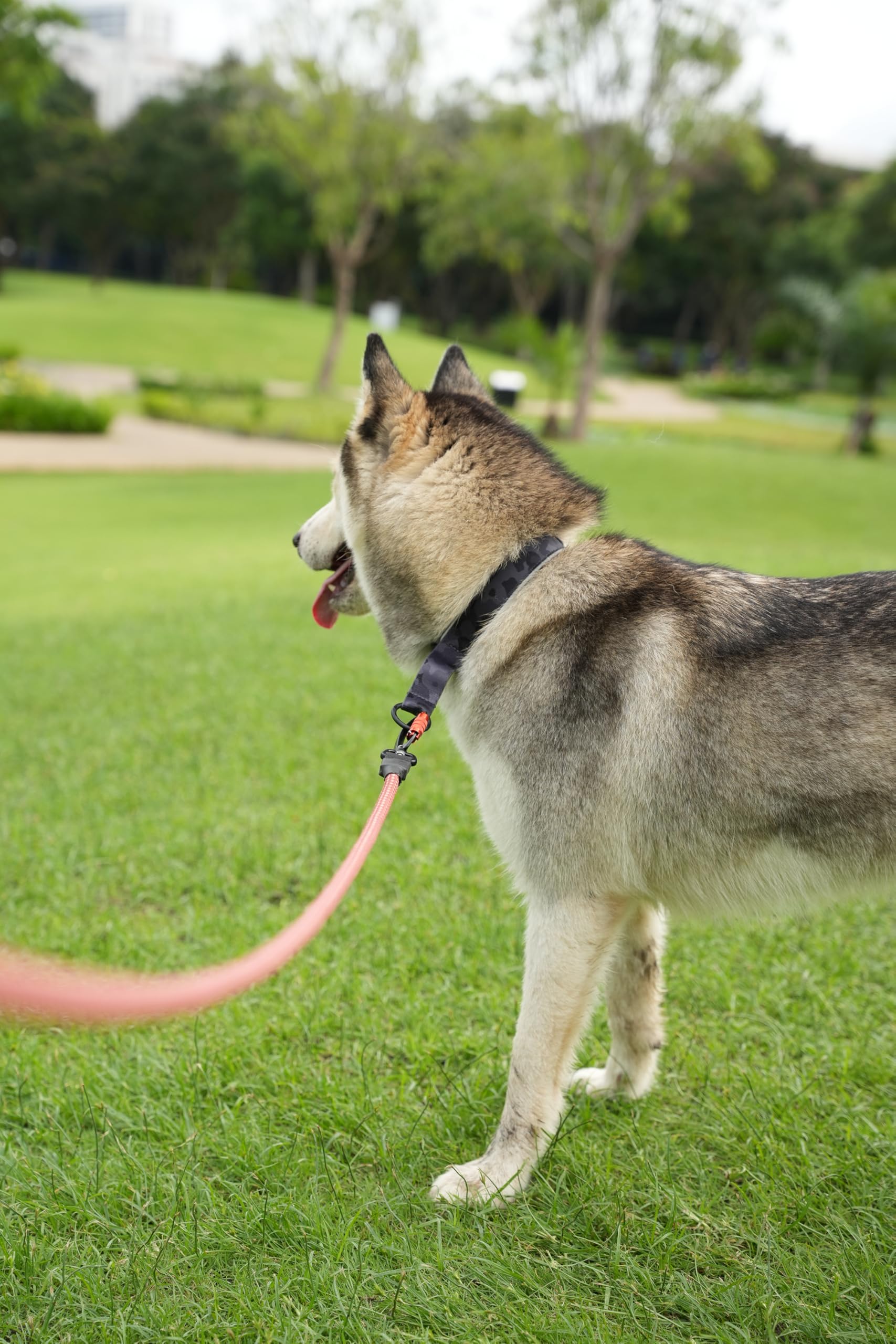 OllyDog Martingale o-ring attachment points emphasize secure leash compatibility