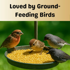 Olympus Myco finches and sparrows enjoy millet, encouraging natural foraging behavior in your yard.