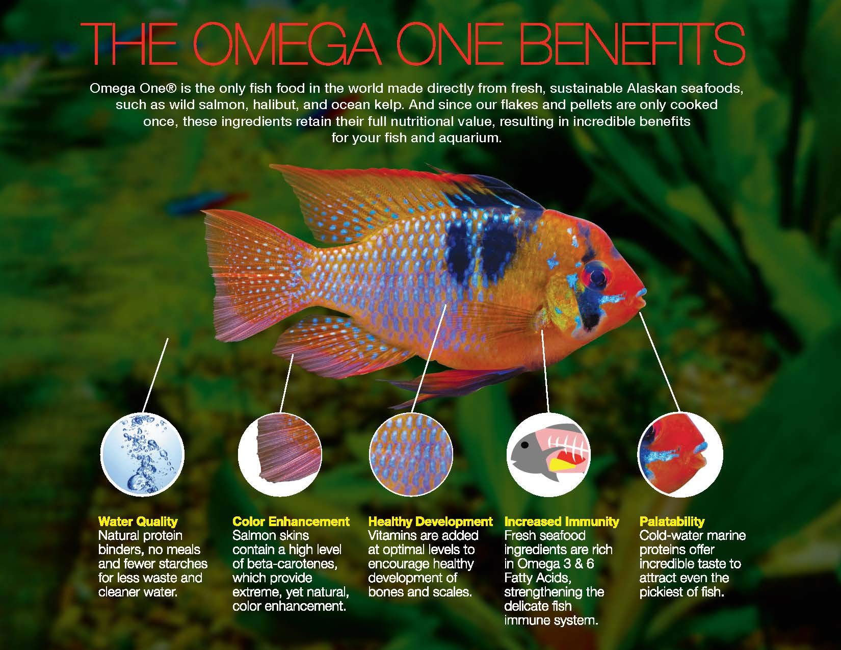 Omega One Super Color Floating Cichlid Pellets deliver natural pigments for vibrant coloration.