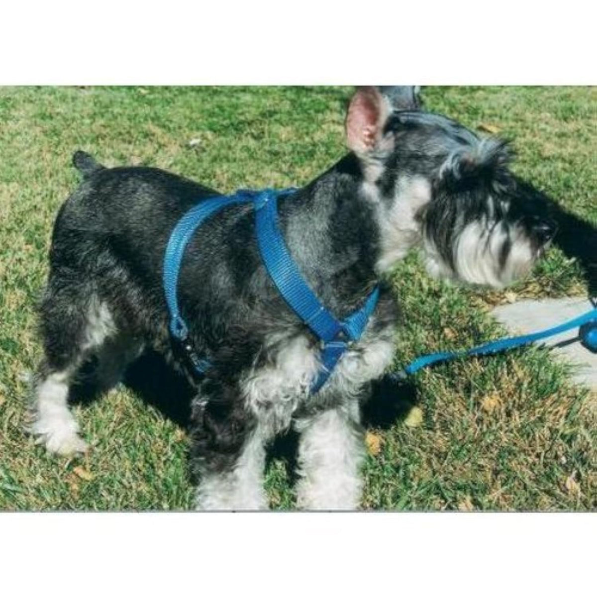 OmniPet Kwik Klip harness in green; medium size, quick-on, quick-off design for daily walks.