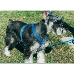 OmniPet Kwik Klip harness in green; medium size, quick-on, quick-off design for daily walks.