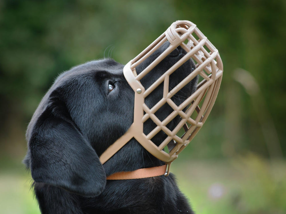 OmniPet muzzle for grooming—tan basket design aids calm handling.