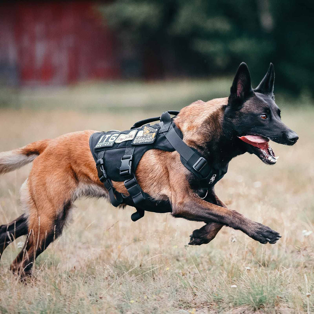 OneTigris adjustable straps ensure secure, comfortable fit for varying dogs