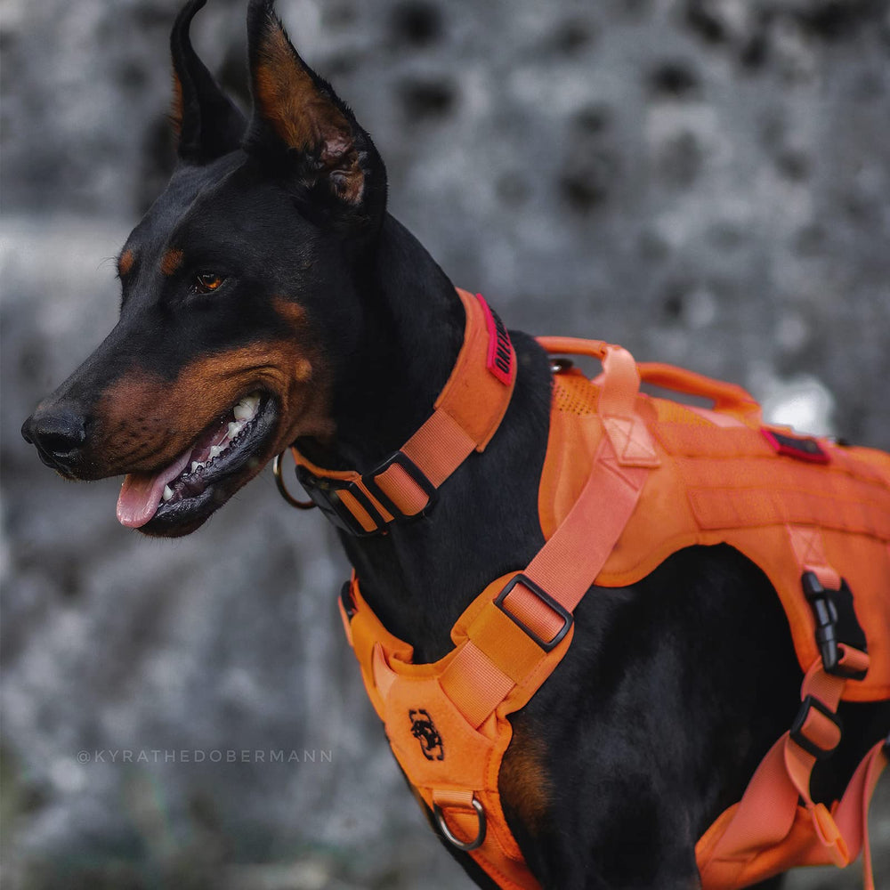 ONETIGRIS mesh design dries quickly in all seasons.