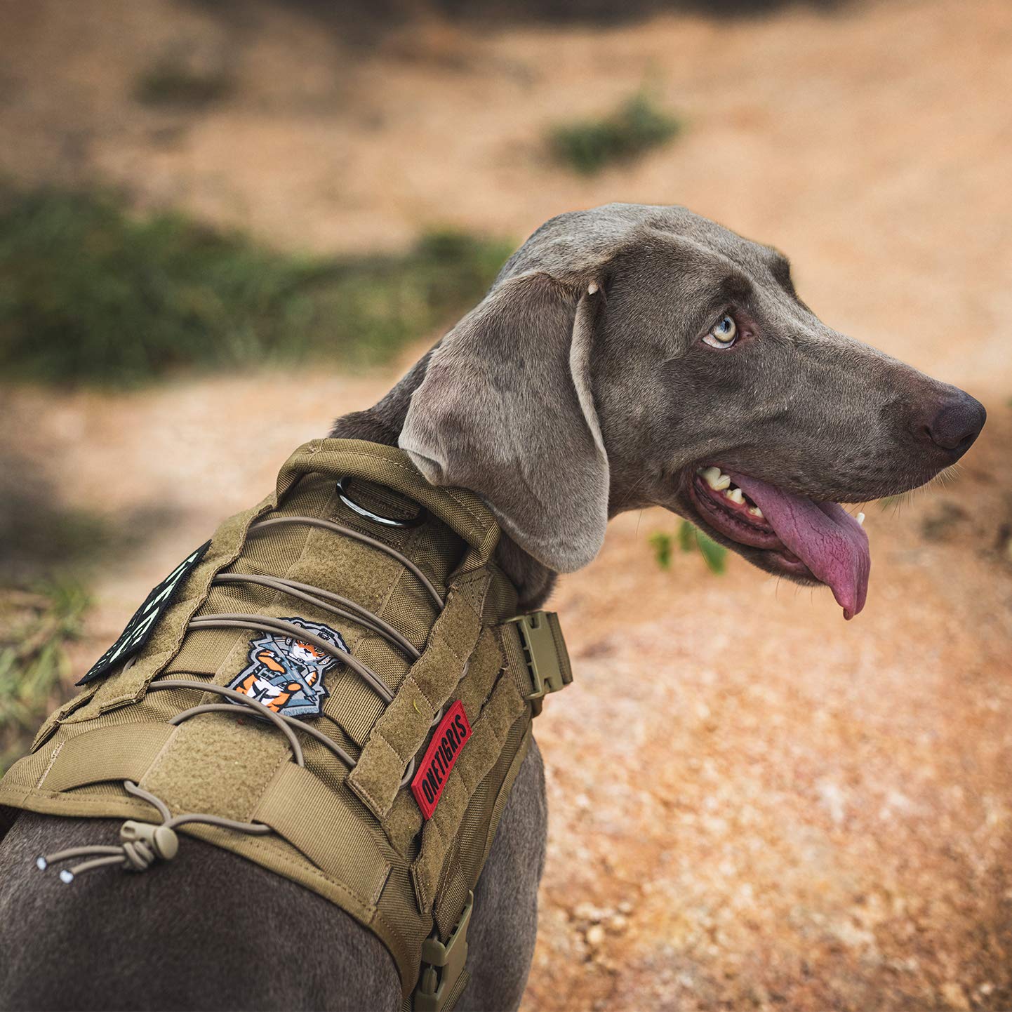 ONETIGRIS dog harness showing MOLLE panels for attachments