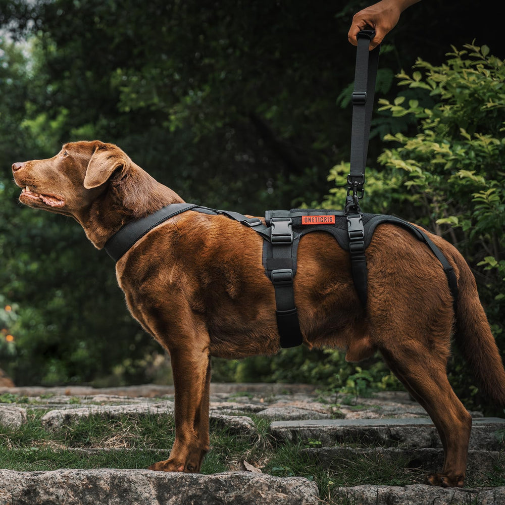 OneTigris dog harness zinc alloy clip secures leash confidently.