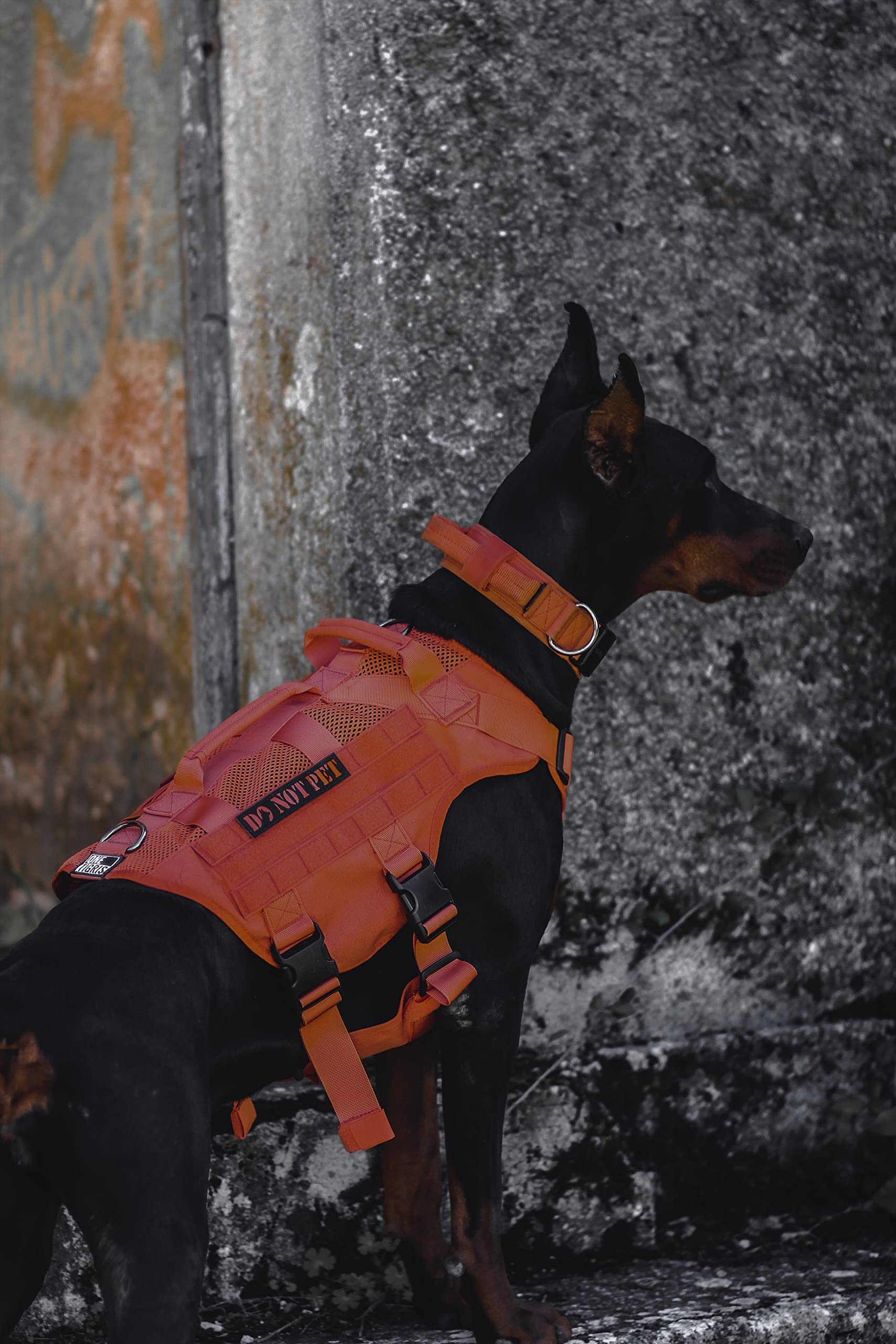 ONETIGRIS No-Pull D-ring design supports training and leash variety.