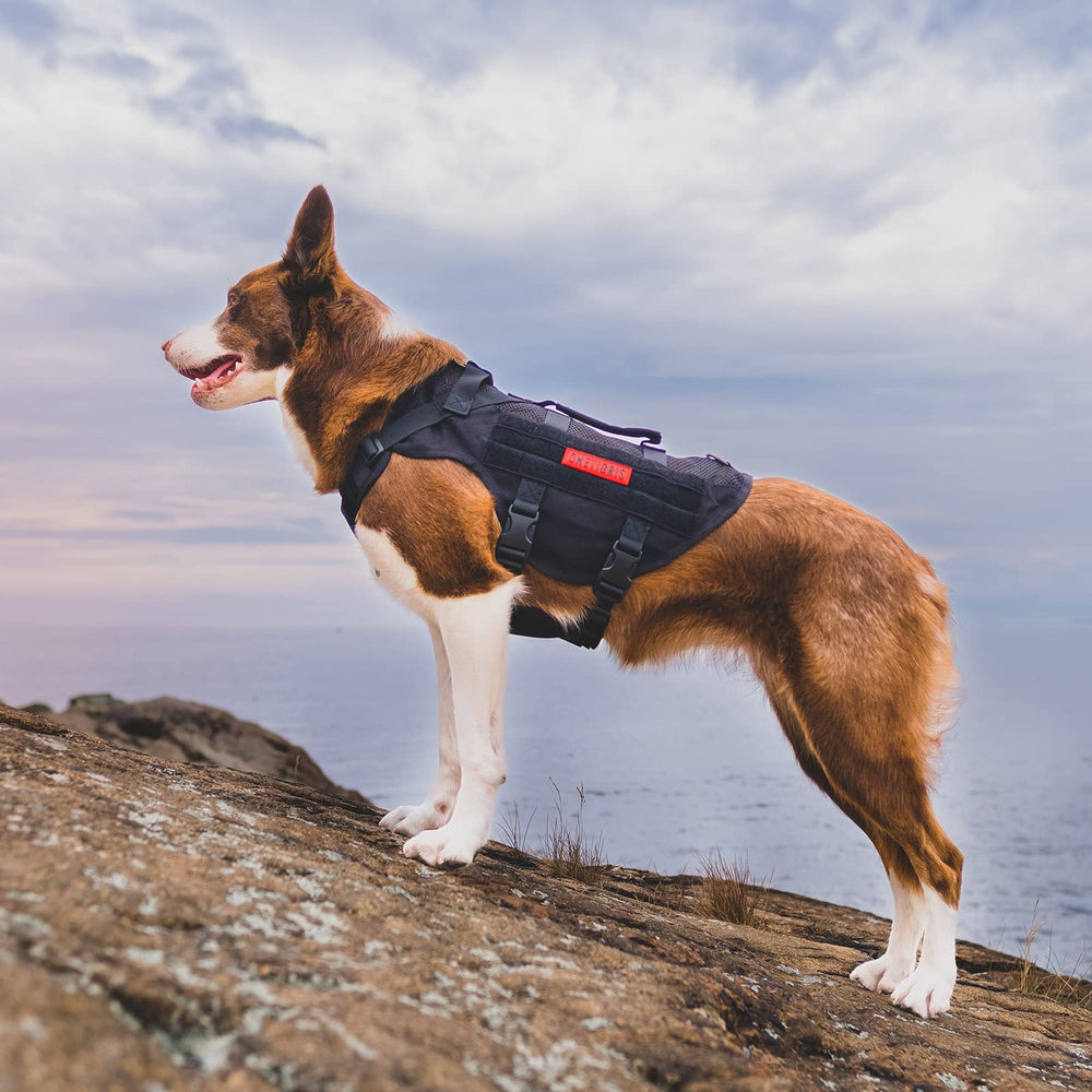 OneTigris size-chart-based fit supports precise sizing for medium dogs